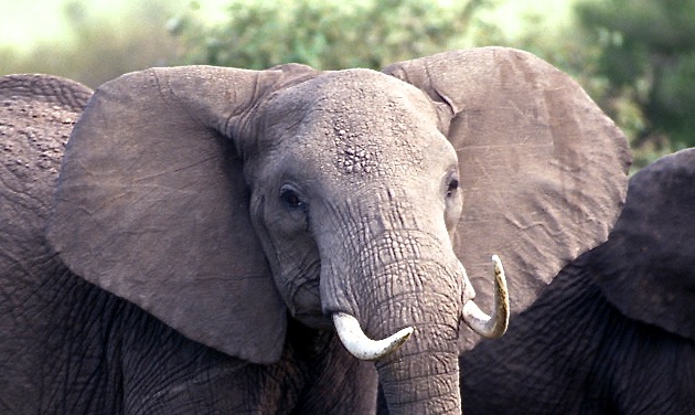 Elephant Cropped