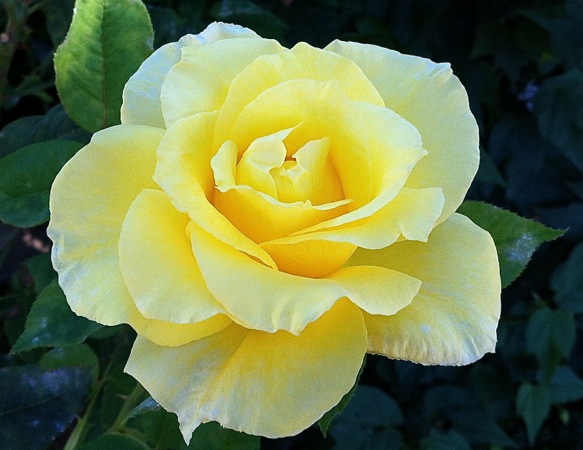 06-28 Perfect Yellow Rose 2