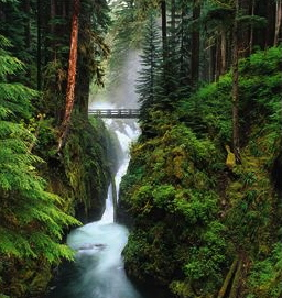 07-23 Hoh Rain Forest Bridge