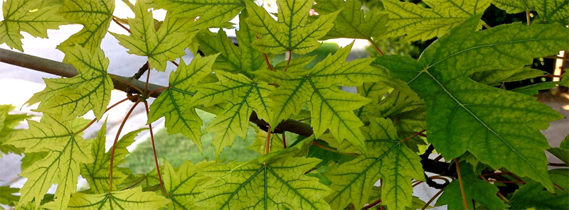 07-12 Veiny Leaves