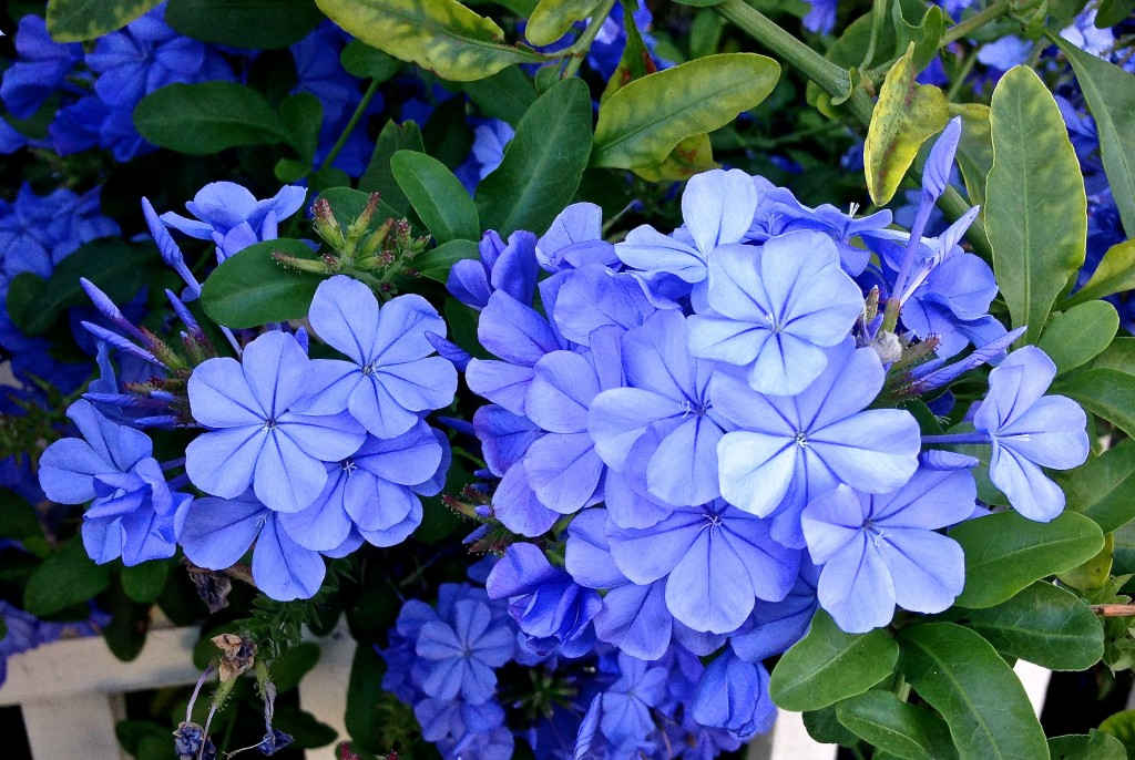 08-30 Blue Flowers