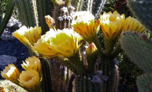 09-17 Prickly Cactus Glory