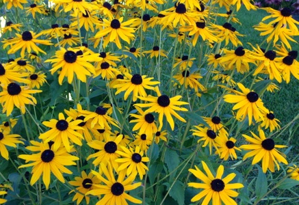 09-20 Black-Eyed Susans 2