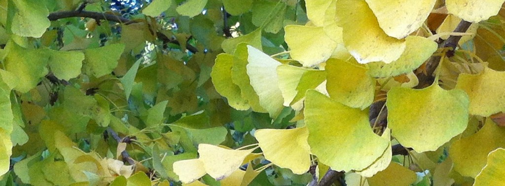 10-25 Ginko