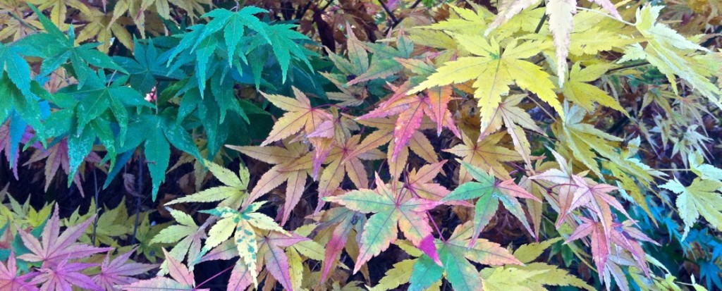 10-29 Japanese Maple