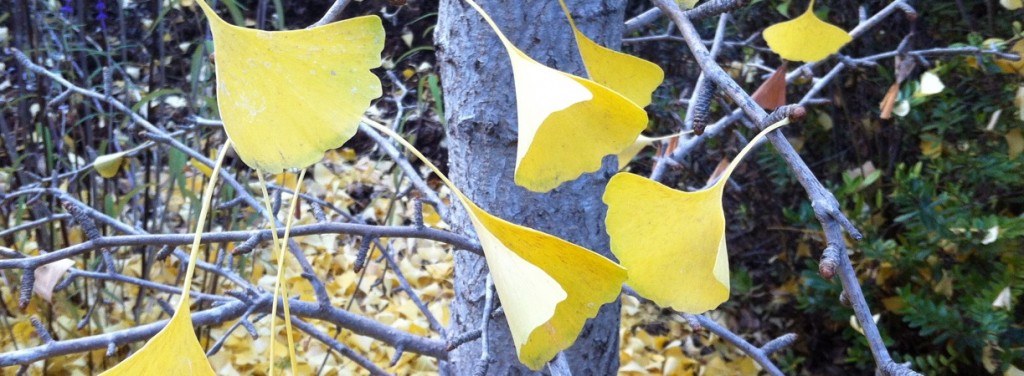 11-1 Ginko Leaves