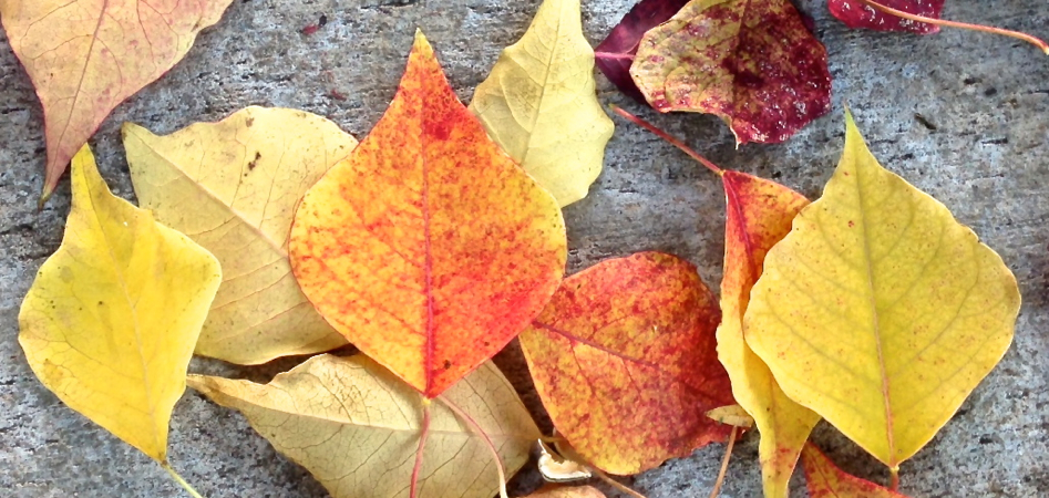 11-08 Leaves