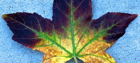11-15 Purple & Green Leaf