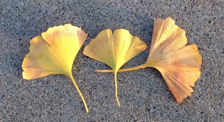 12-10 Gingko Trio