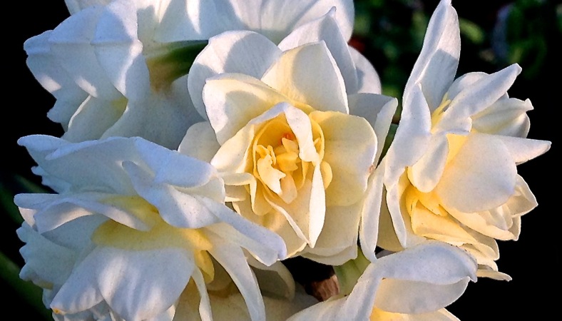 01-24 January Daffodils