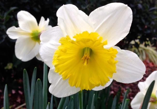 02-11 Februrary Daffodil