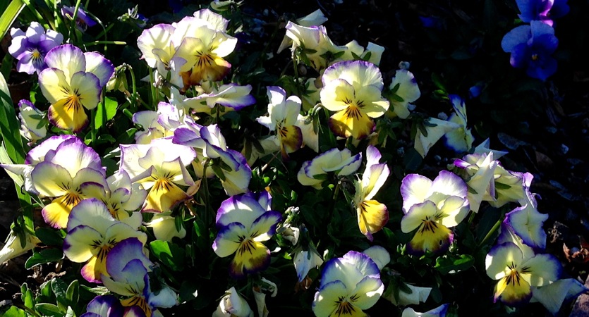 03-14 Pansies in WIllow Glen