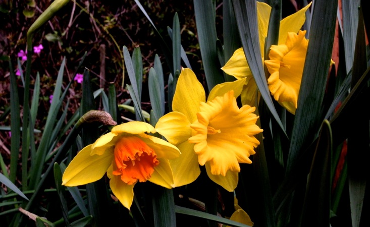 04-04 Daffodils