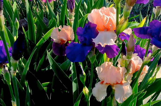 04-18 Late Afternoon Irises