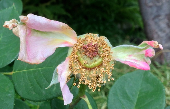 05-06 Churchyard Rose 2