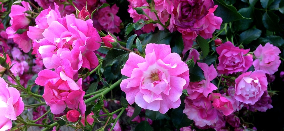 05-20 Pink Ground-Cover Roses