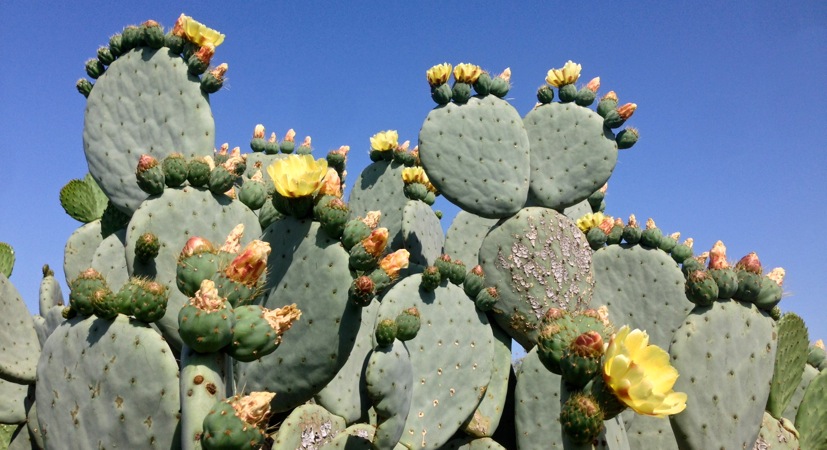 06-06 Prickly Pear