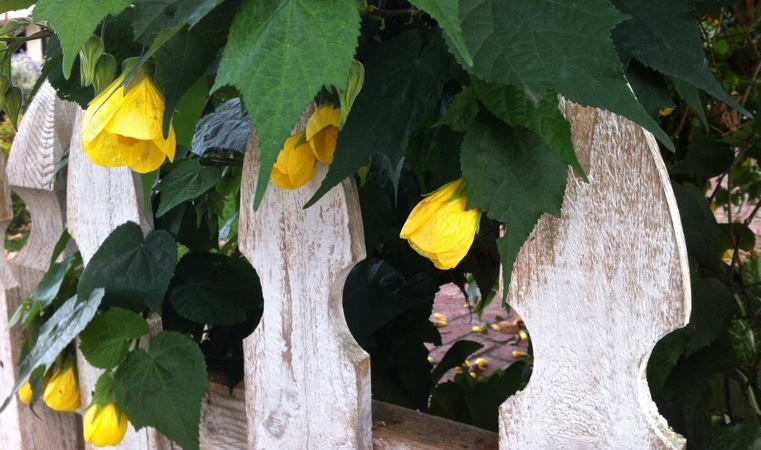 06-10 Yellow Abutilons