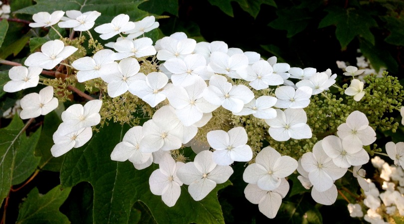 06-13 White Hydrangeas