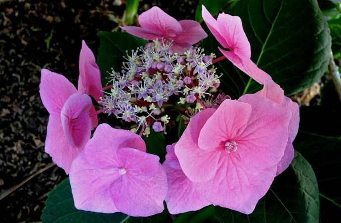 06-20 Pink Hydrangea