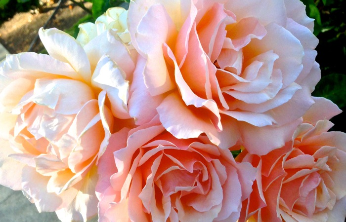 orange, white, pink, yellow roses, willow glen