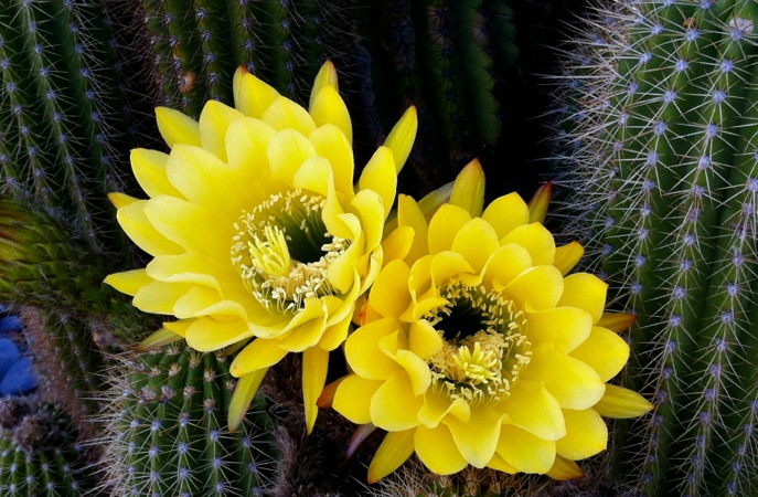 07-11 Cactus