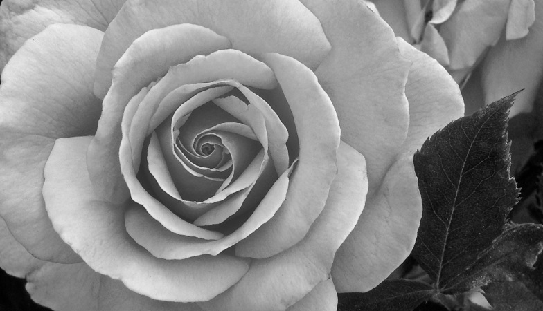 07-22 B&W Churchyard Rose