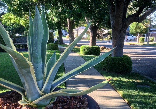 50 miles, no problem! sidewalk, willow glen, cactus