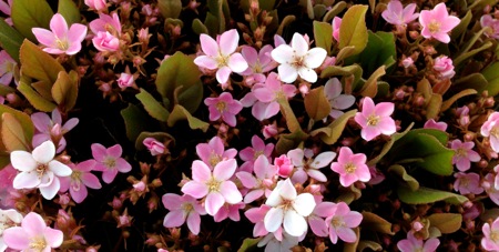 blog, white & pink little flowers