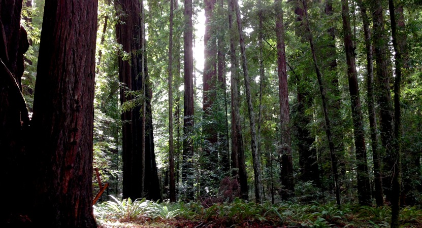 09-09 Mendocino Redwoods
