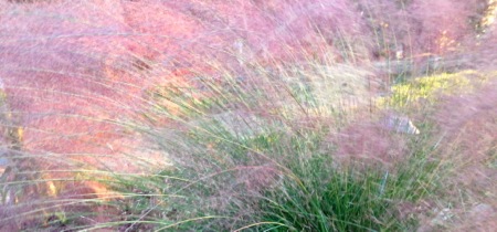 10-10 Blurry Grasses2