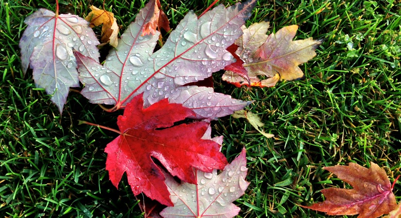 Willow Glen, red leaf, water drops