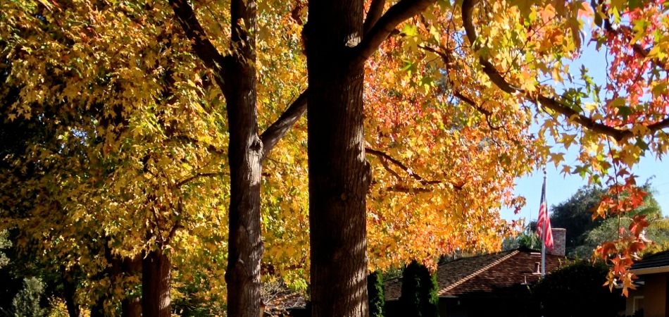 11-11 Flag w Fall Leaves