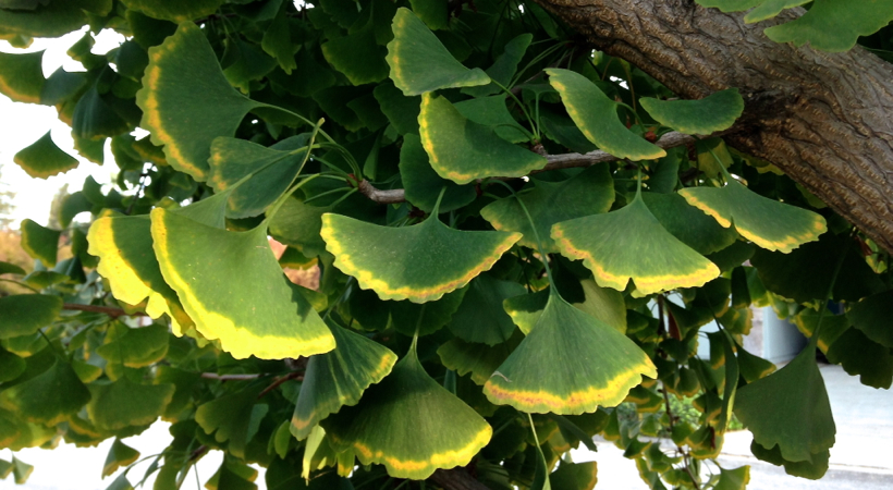 11-21 Ginkgo Fans