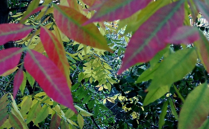 11-25 Leaves on LG Creek Trail