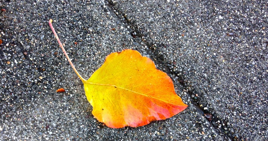 11-28 Fall Leaf on Asphalt
