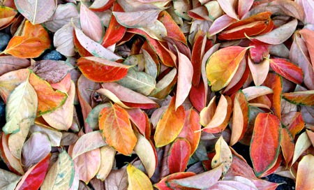 12-05 Persimmon Leaves