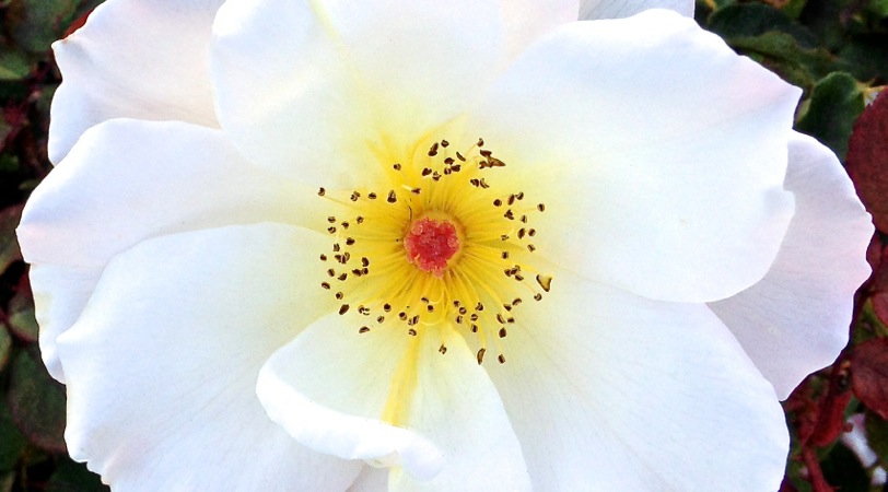 01-06 RG White Rose