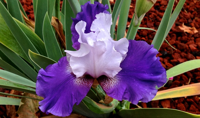 01-20 September Iris