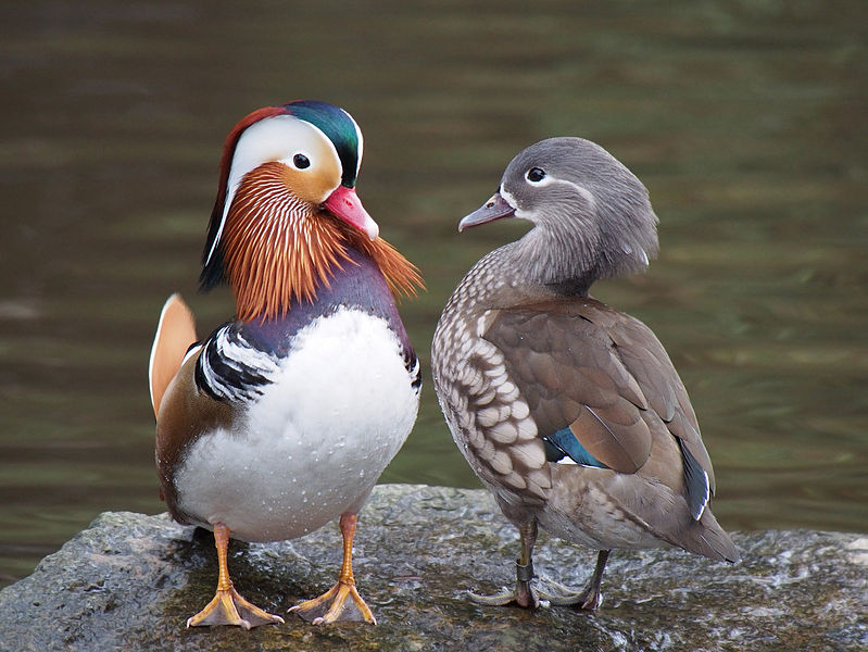 02-03 Mandarin Pair