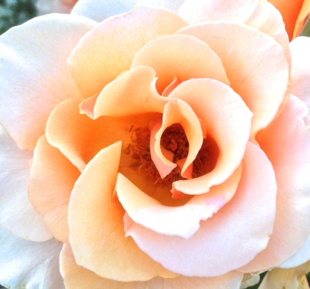 02-13 Sweet Orange Rose