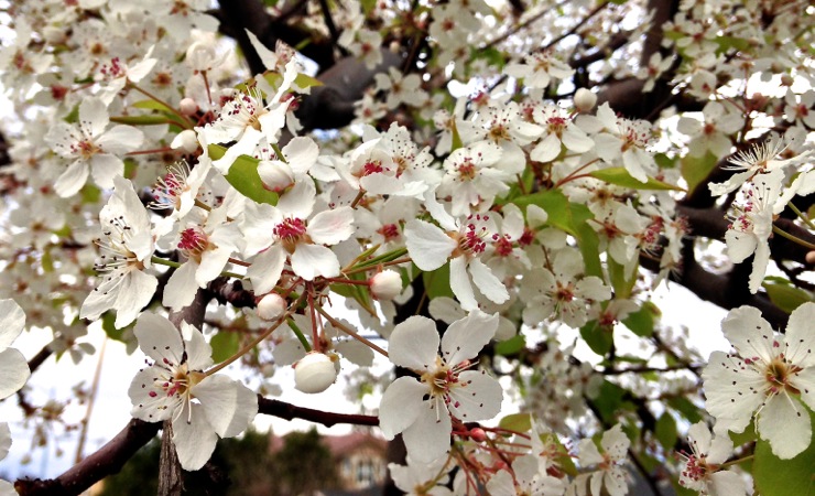 04-03 White Blossoms
