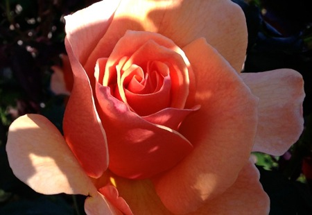 04-21 Orange Rosebud