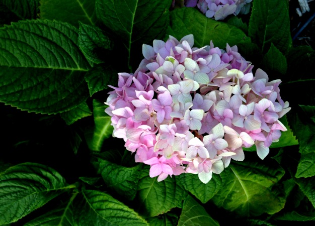 Hydrangeas