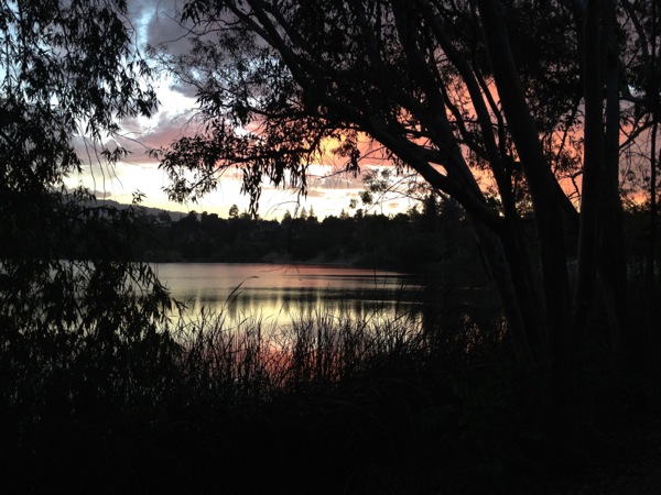 08-11a Vasona Sunset, Reeds