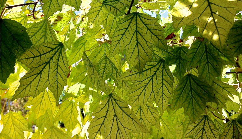 08-18 Veiny Leaves