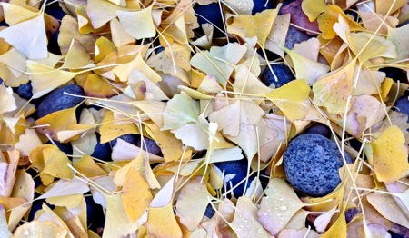 Raindrops, on the ground, stones